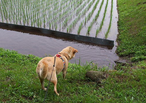 梅雨寒む　　　2008.6.26_d0135280_15255212.jpg