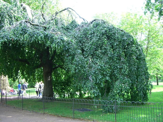 夏の公園_d0127182_15311945.jpg