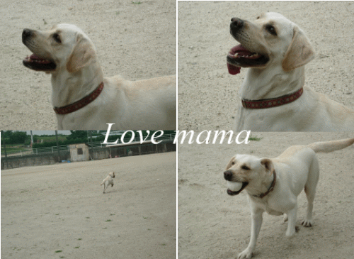 b0136683_16415679.gif