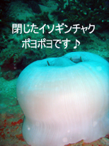 ☆キングクルーザー方面3ダイブ☆_f0144385_2335765.jpg