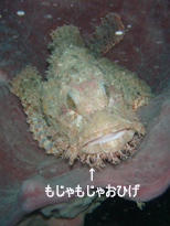 ☆キングクルーザー方面3ダイブ☆_f0144385_23373984.jpg