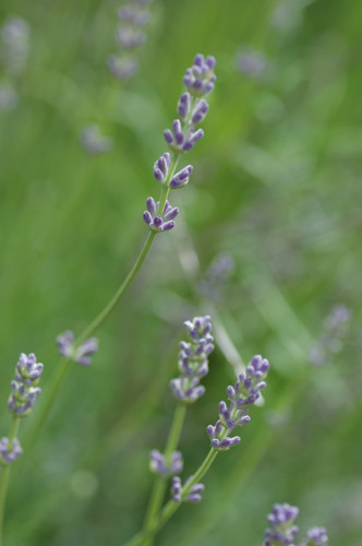 c0026690_21313912.jpg