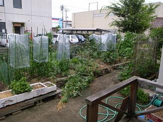街の中の山荘で有機農法_d0087595_2244979.jpg