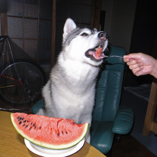 きょうは、なんの日?_c0049299_12185595.jpg