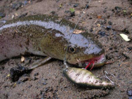 釣果報告 北海道 Blade Crank M5r Nishine Lure Works 裏日記