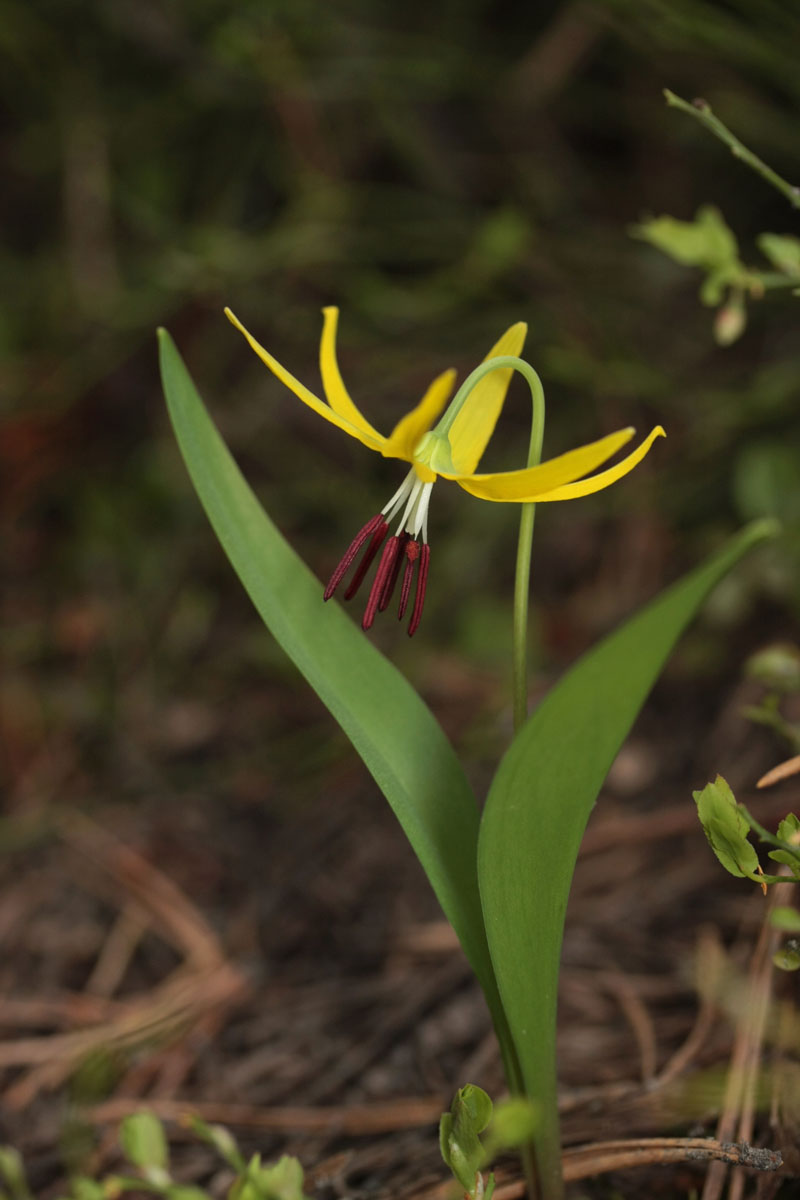 Glacier Lily_c0139518_2256368.jpg