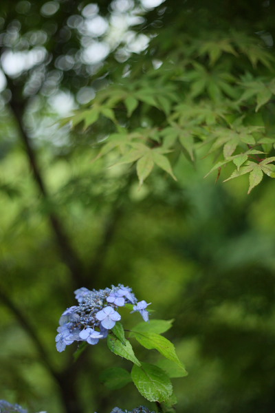 紫陽花と山寺　Vol.2_d0120622_21155670.jpg