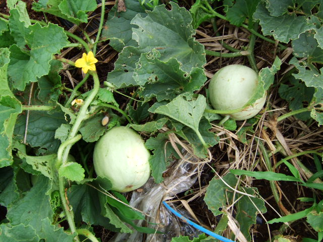 野菜＆果物に実が！鳥獣対策は！_b0137932_18333825.jpg