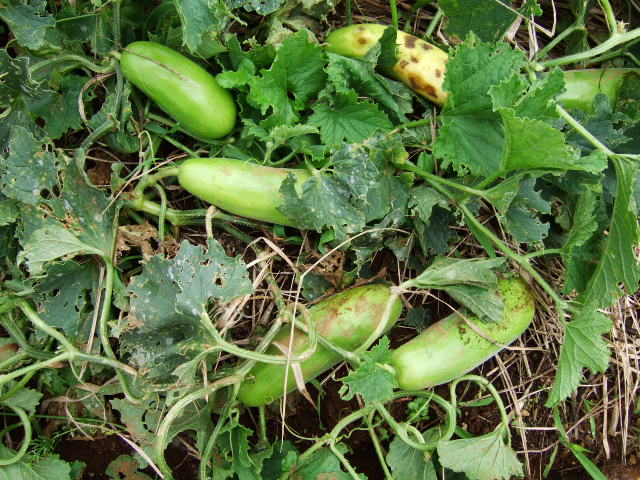 野菜＆果物に実が！鳥獣対策は！_b0137932_1834657.jpg