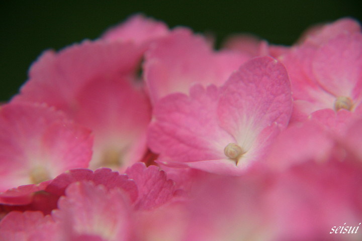 吉備津神社・・・紫陽花で～す（＾＾♪_c0126344_203240.jpg