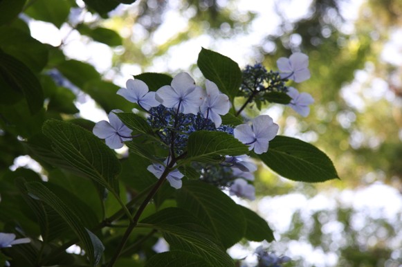 紫陽花の巨木発見！_f0137544_21502697.jpg