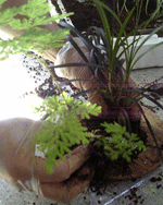 f0159844_0182658.gif