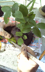 f0159844_0213991.gif