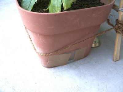 ベランダ菜園 しつこい連中 さぬき日記
