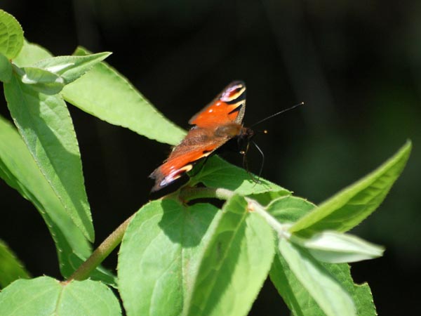 c0045352_17202939.jpg