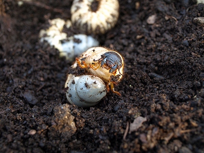 カブト虫アップします_b0100253_15382875.jpg