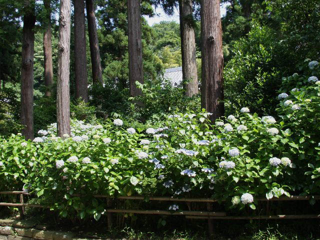 建長寺の紫陽花 Takasan まんだら 建長寺の紫陽花 Takasan まんだら