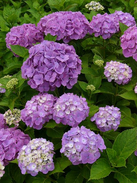 神戸市立森林植物園の紫陽花(1)_b0063958_22331928.jpg
