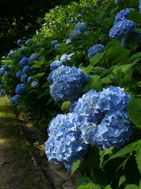 神戸市立森林植物園の紫陽花(1)_b0063958_22334993.jpg