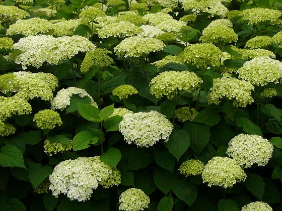 神戸市立森林植物園の紫陽花(1)_b0063958_22392416.jpg