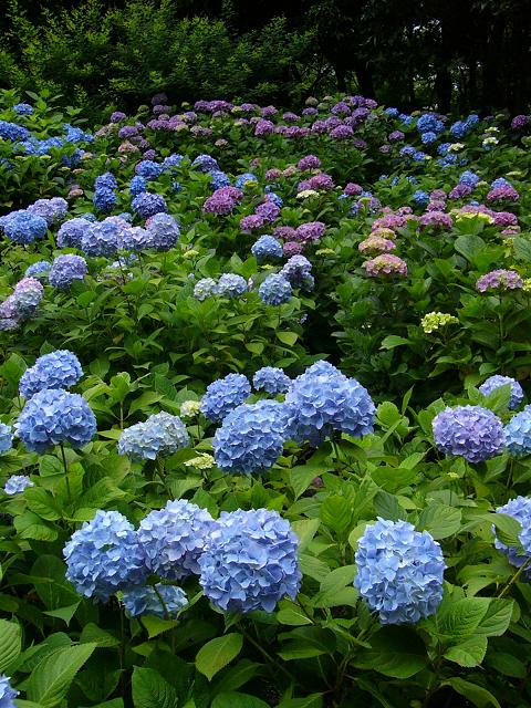神戸市立森林植物園の紫陽花(1)_b0063958_22394072.jpg