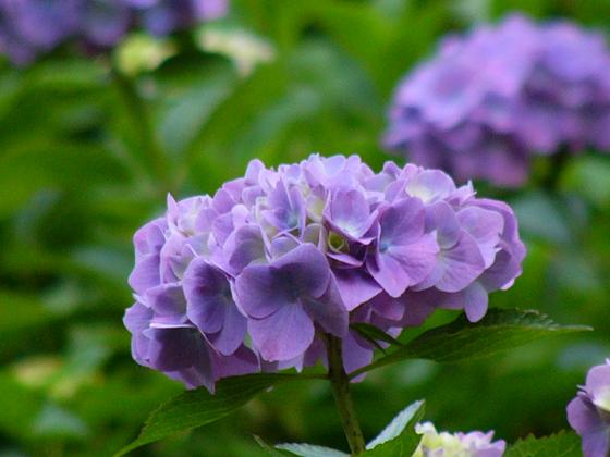 神戸市立森林植物園の紫陽花(1)_b0063958_2240297.jpg