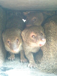 マングース 山のケンムンどこへ行く 奄美