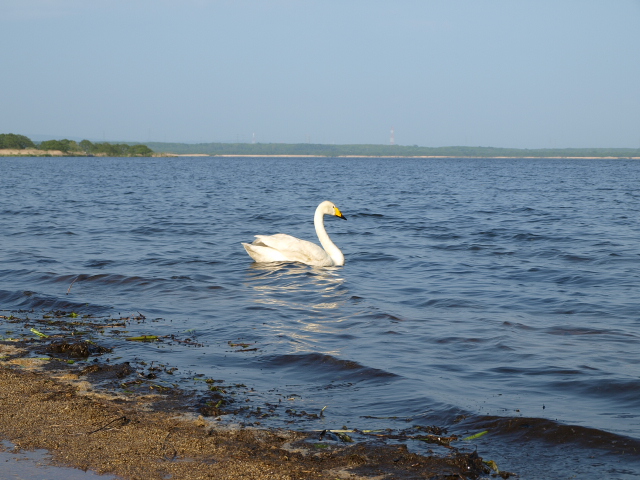 初夏のウトナイ湖 その3_d0153062_1034588.jpg