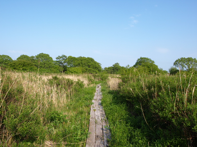 初夏のウトナイ湖 その3_d0153062_1042149.jpg
