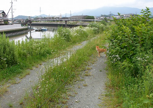 クリーンアップ　勢田川を天の川に　_b0135970_1648019.jpg