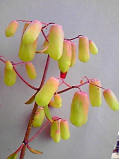 ハカラメの花 咲く頃 Giracafeの舌鼓