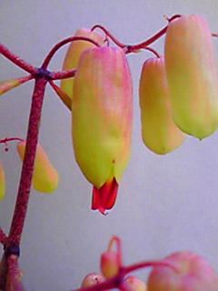 ハカラメの花 咲く頃 Giracafeの舌鼓