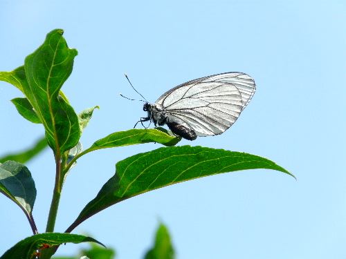 エゾシロチョウ（蝦夷白蝶）　_d0084473_15312073.jpg