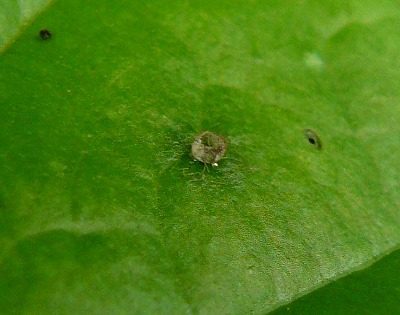 雨の降る中＝幼虫＝探し・・・「ダイミョウセセリ」_d0019074_6244129.jpg