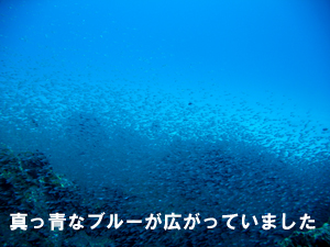 やっぱりラチャヤイ島!!_f0144385_10532890.jpg
