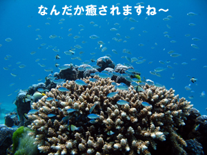 やっぱりラチャヤイ島!!_f0144385_1110412.jpg