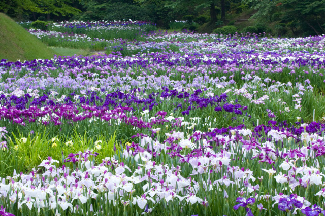 新発田市 五十公野公園 あやめ園 ニイガタ越後 旬の撮影地