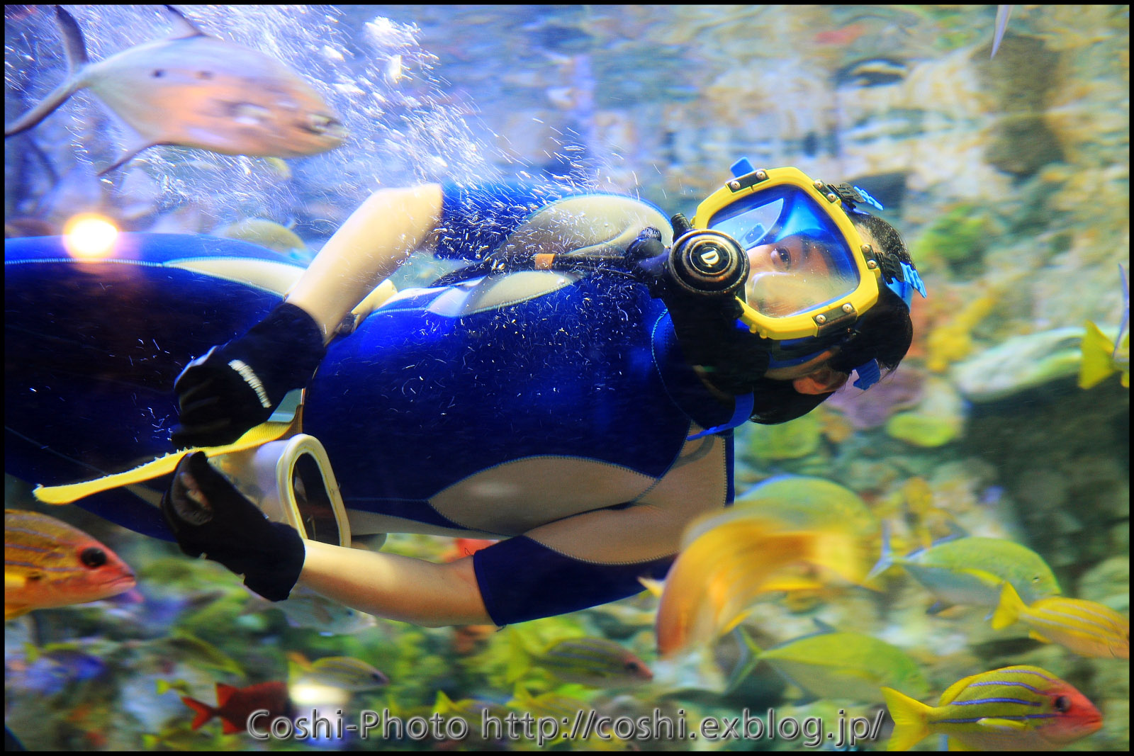 水族館でもいっぱい撮りました・その2（水槽餌付けショー）_a0110096_10105044.jpg