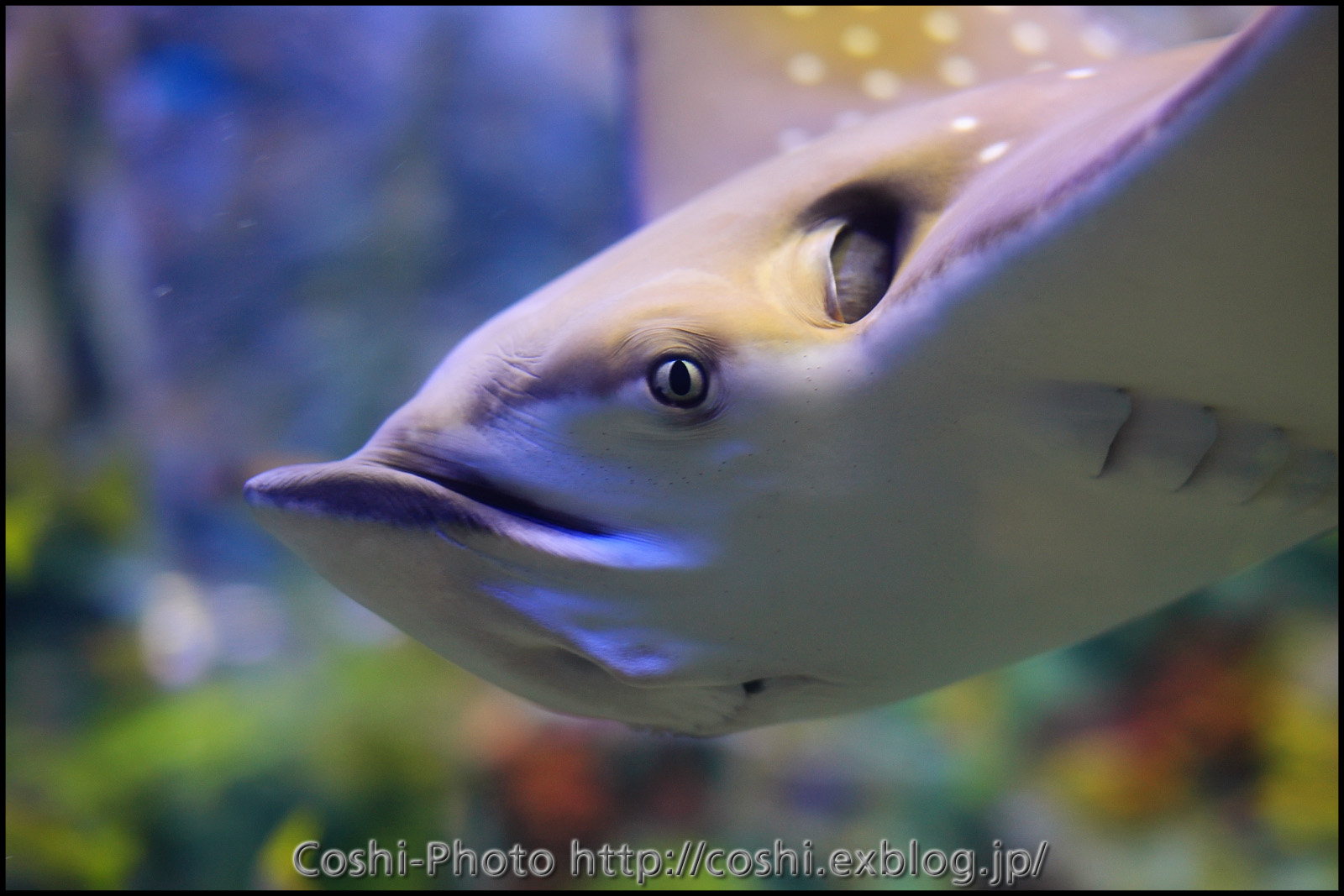 水族館でもいっぱい撮りました・その2（水槽餌付けショー）_a0110096_10172726.jpg