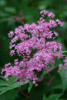 植物園の花　　2008・6・28（土）_f0041606_19412912.jpg