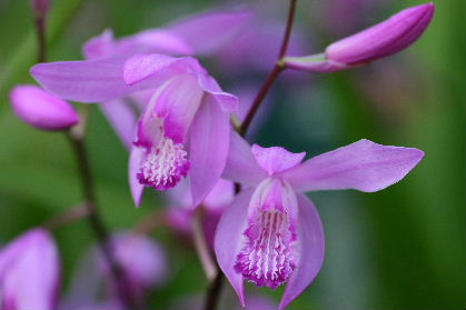 植物園の花　　2008・6・28（土）_f0041606_19431464.jpg