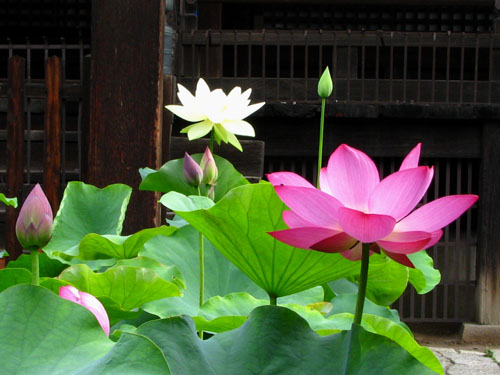 立本寺 蓮が咲いた_e0048413_20511563.jpg