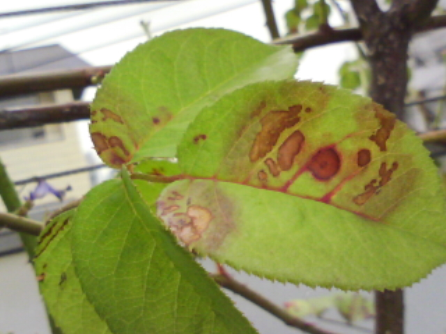 べト病 薔薇のガーデナー Weekend S Ladybirds