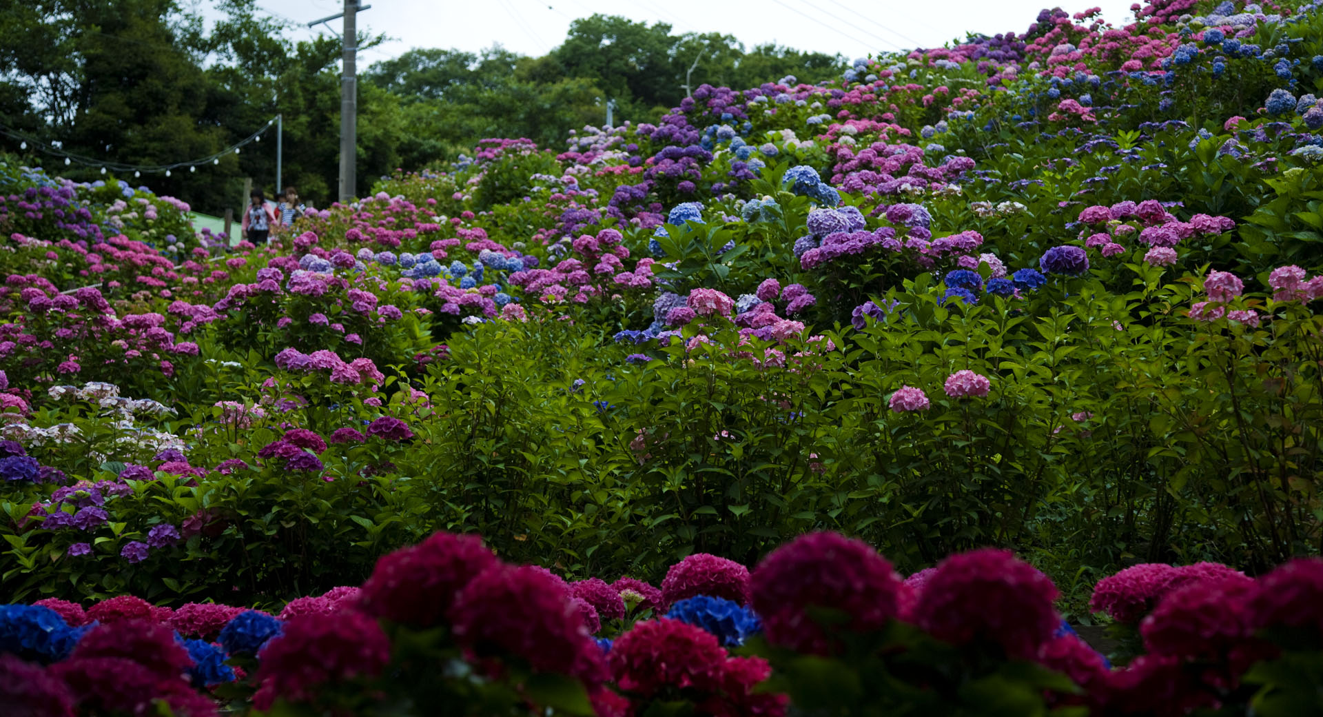 d0073620_2359771.jpg
