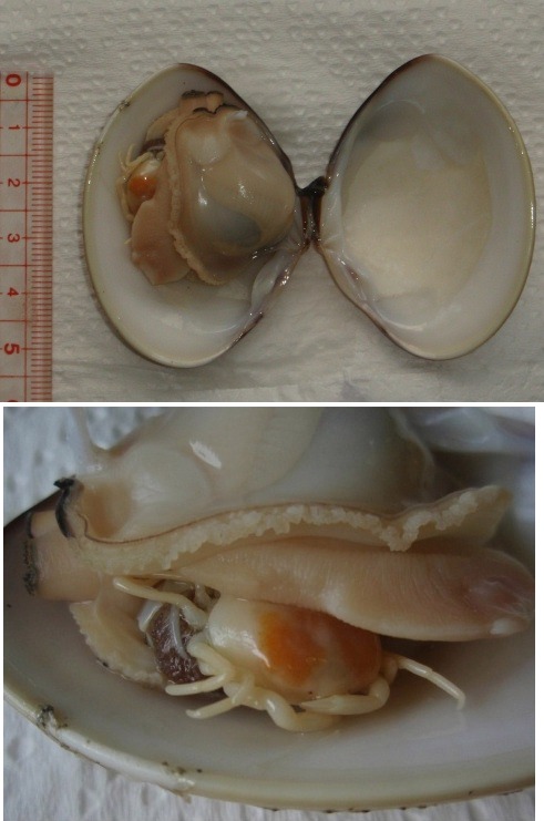 チョウセンハマグリの自殺願望 Beachmollusc ひむかのハマグリ