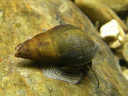 川底を這うカワニナ 芦生原生林の博物誌