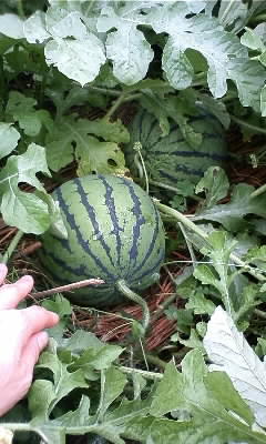 e0081959_1703754.jpg