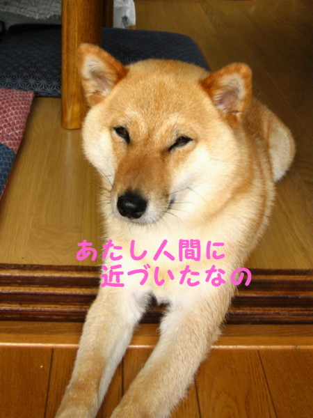 柴犬に眉毛？模様が・・・_d0150660_15181621.jpg