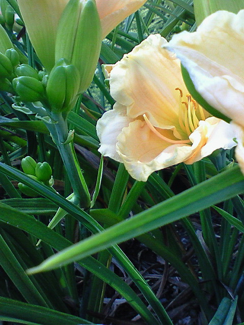 e0009760_648640.jpg