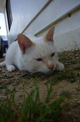 outdoor cat._c0153966_1925077.jpg